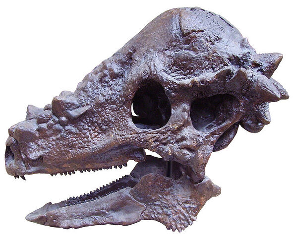 File:Pachycephalosaurus (1).jpg