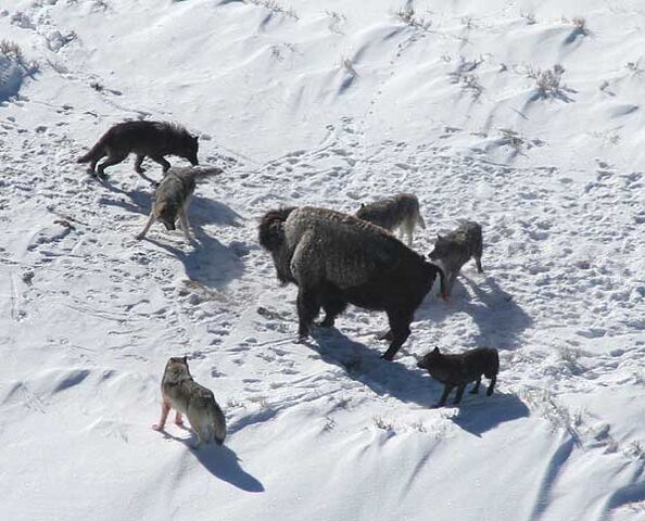 Archivo:Wolves.jpg