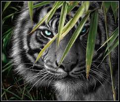 File:Images (55).jpg