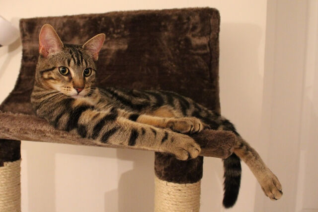File:Classic-tabby-cat-laying-on-a-scratching-post.jpg