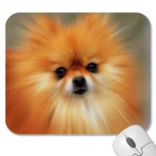 File:Gizmo2.jpg