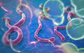 Ebola 3.jpeg