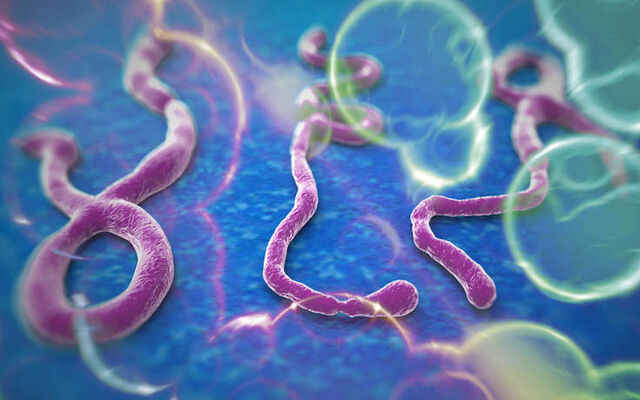 Файл:Ebola 3.jpeg