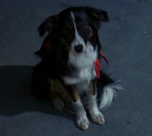 File:Toby-300x268.jpg