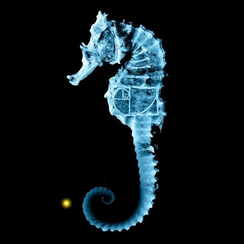 Файл:Smb-seahorse.jpg