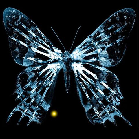 Файл:600px-ButterflyGlyph.jpg