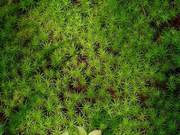 Moss