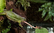 Frog 11