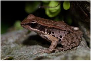 Wikia-Visualization-Main,frogandtoadcare