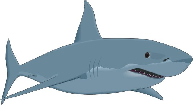File:Cartoon-fish-great-white-shark.jpg