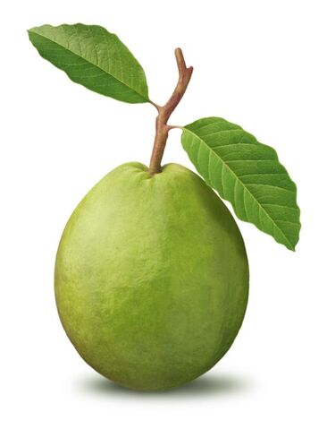 File:Guava.jpg