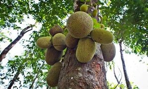 JJackfruit-or-Jack-Tree-A-007