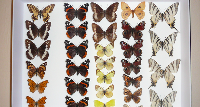Fichier:Bug collections.png