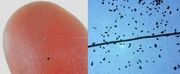 RFID small 1502dust