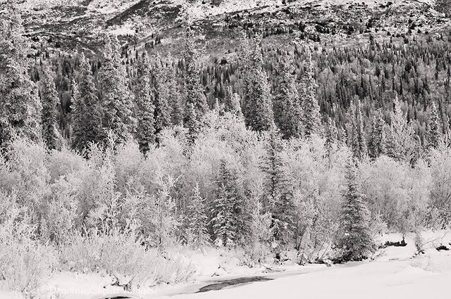 File:LunarProtectorateBorealForest.jpg