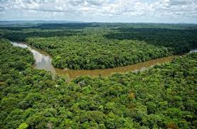 Rainforest