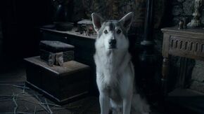640px-Nymeria.jpg