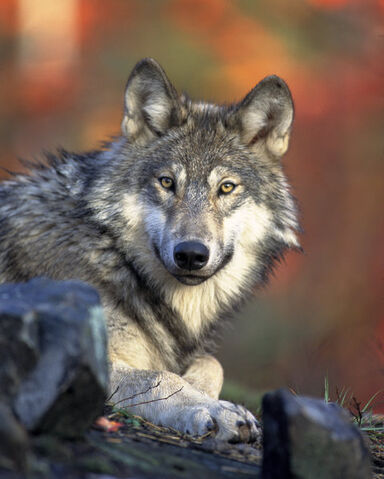 File:Canis lupus laying small.jpg