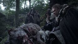 101ProfilSchattenwolf3.jpg