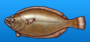 Halibut