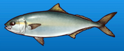 Busiri