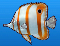 Butterflyfish