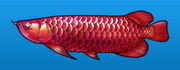 Asian arowana