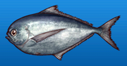 Pacific pomfret