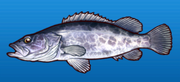 Mandarin fish