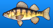 Perch