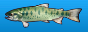 Cherry salmon