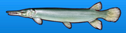 Alligator gar