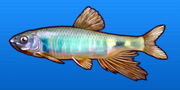 Minnow