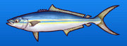 Rainbow runner