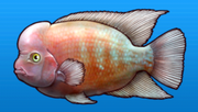 Flowerhorn