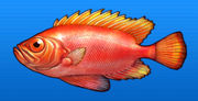 Atlantic bigeye