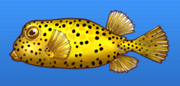 Polka dot boxfish