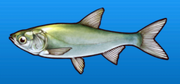 White salmon