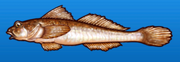 Yellowfin goby