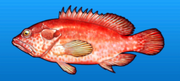 Leopard grouper