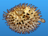 Porcupine fish