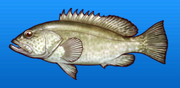 Grouper