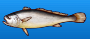 White croaker