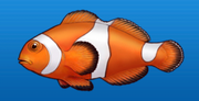 Anemone fish