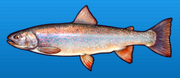 Dolly varden trout