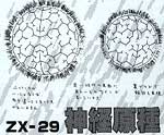 ZX 29