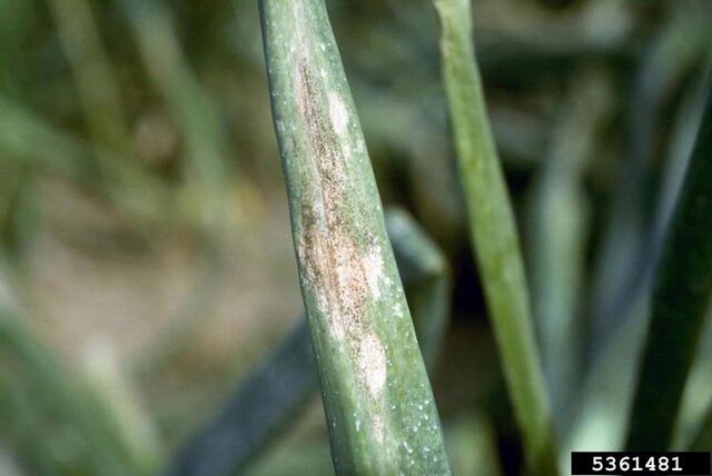 File:Onion Downey Mildew.jpg