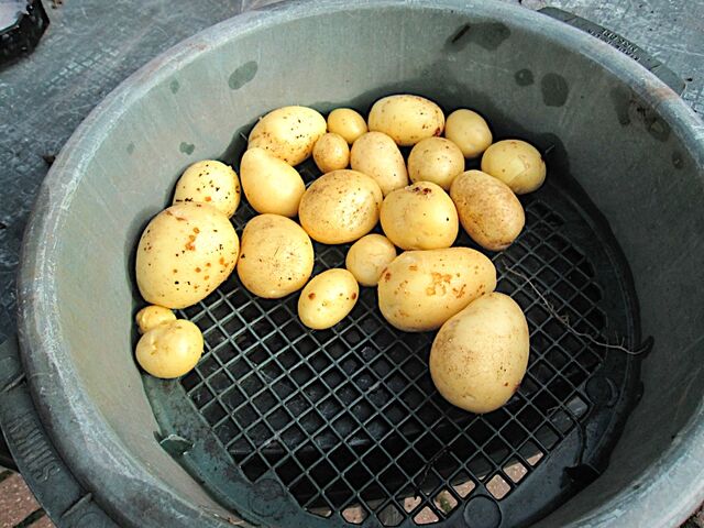 File:Vivaldi Potato Variety.jpg