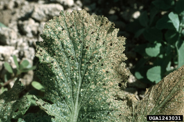 File:Chinese Cabbage Flea Beetle.jpg