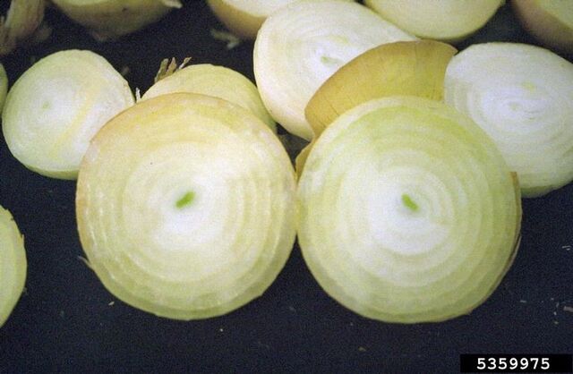 File:Onion Bruising.jpg